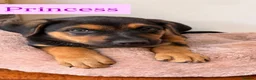 Mixed Breed dogs for sale:  Stunning Rottweiler × German Shepherd Puppies - Advert 20