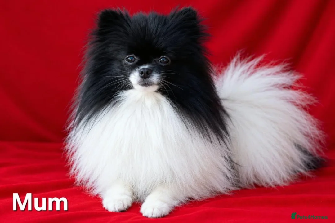 Pomeranian dogs for sale: Kennel Club Registered Pomeranian Puppies - Advert 2