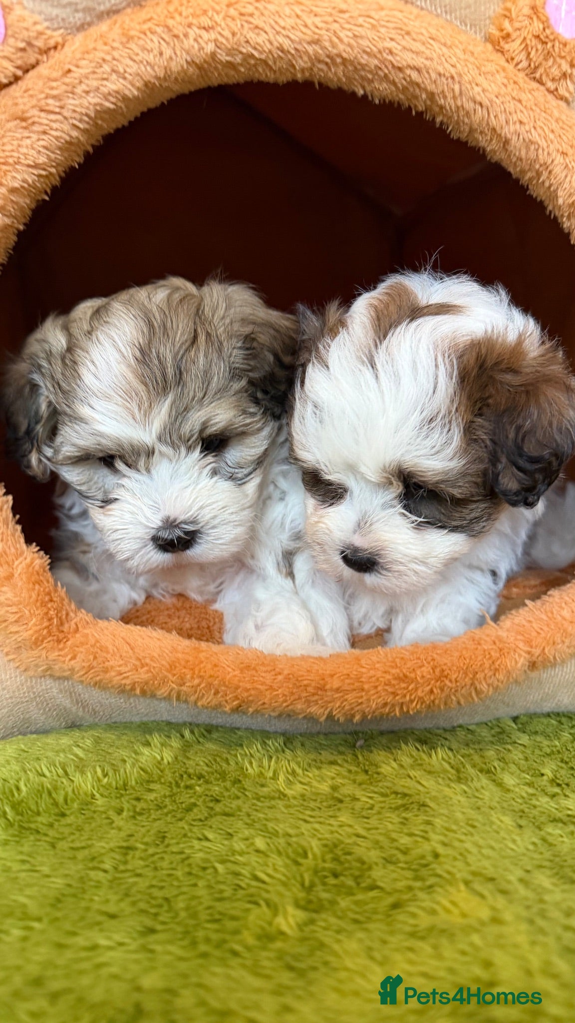 Havanese dogs Pure KC Havanese from 5 star licensed breeder  - Advert 1