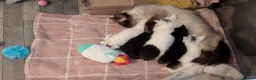 Ragdoll cats for sale: Sweet Blue-eyed Ragdoll Kittens  - Advert 11