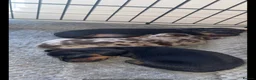 Miniature Dachshund dogs for sale: Miniature daschund puppies - Advert 3