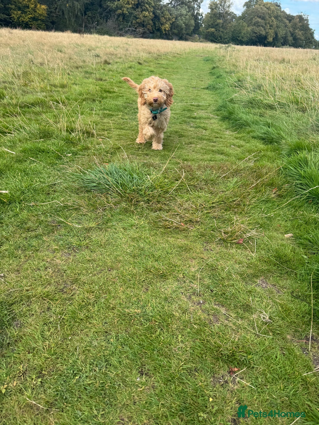 Cockapoo dogs for sale: Dexter  - Image 6