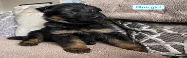 German Shepherd Puppy 9