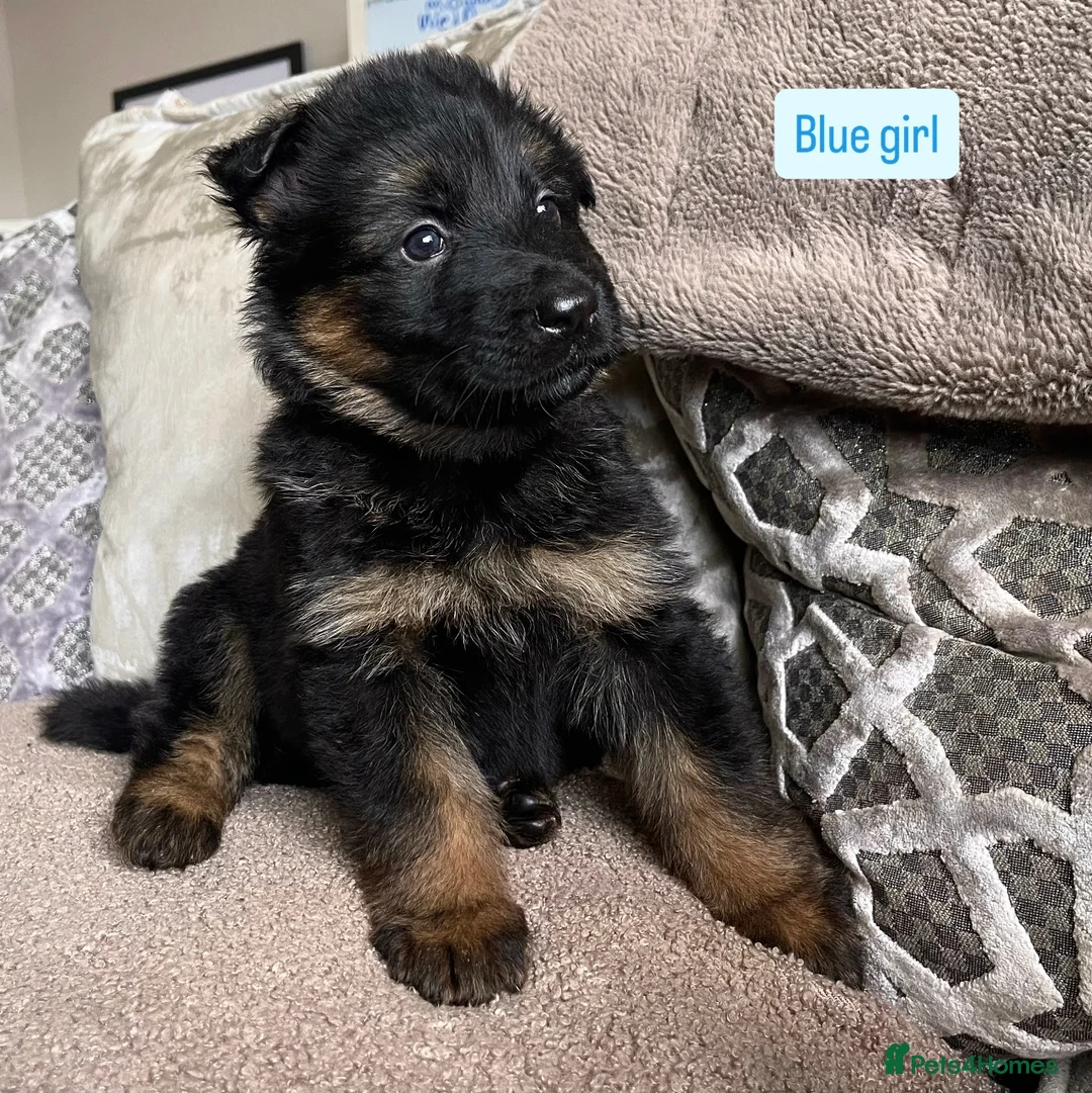 German Shepherd dogs for sale: KC REGISTERED, LONG HAIRED GERMAN SHEPHERD PUPPIES - Advert 39