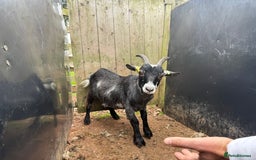 Goats livestock for sale: 2x Billy Goats and 1x Castrated Pygmy Goat.  - Image 7