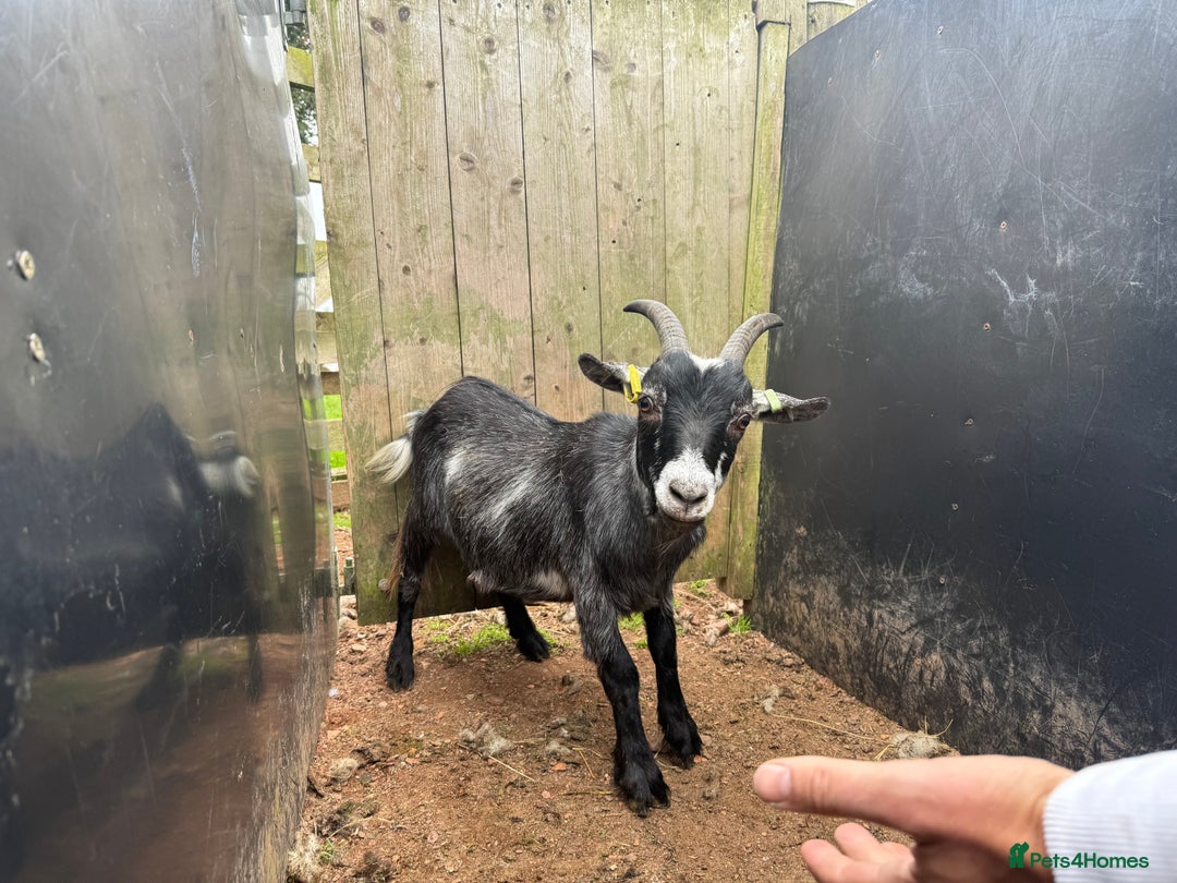 Goats livestock for sale: 2x Billy Goats and 1x Castrated Pygmy Goat.  - Image 7