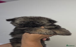 Mixed Breed dogs for sale: Shiranian puppies  - Image 13