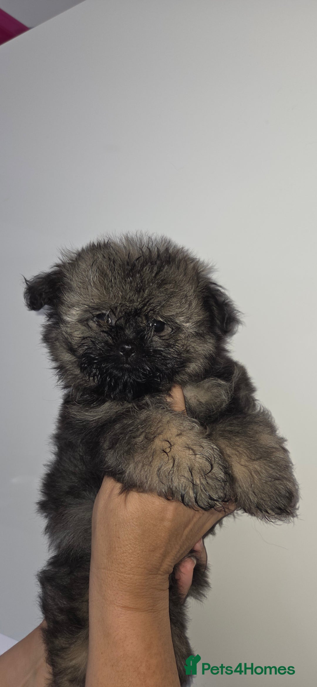 Mixed Breed dogs for sale: Shiranian puppies  - Image 13