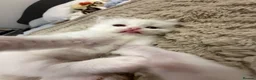 Ragdoll cats for sale: (ONLY 1 LEFT) Cuddly ragdoll kittens  - Advert 7