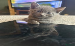 Sphynx cats for sale: House cat x sphinx kittens - Image 12