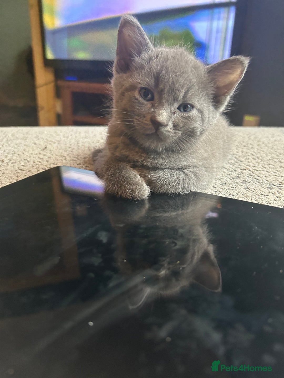 Sphynx cats for sale: House cat x sphinx kittens - Image 12