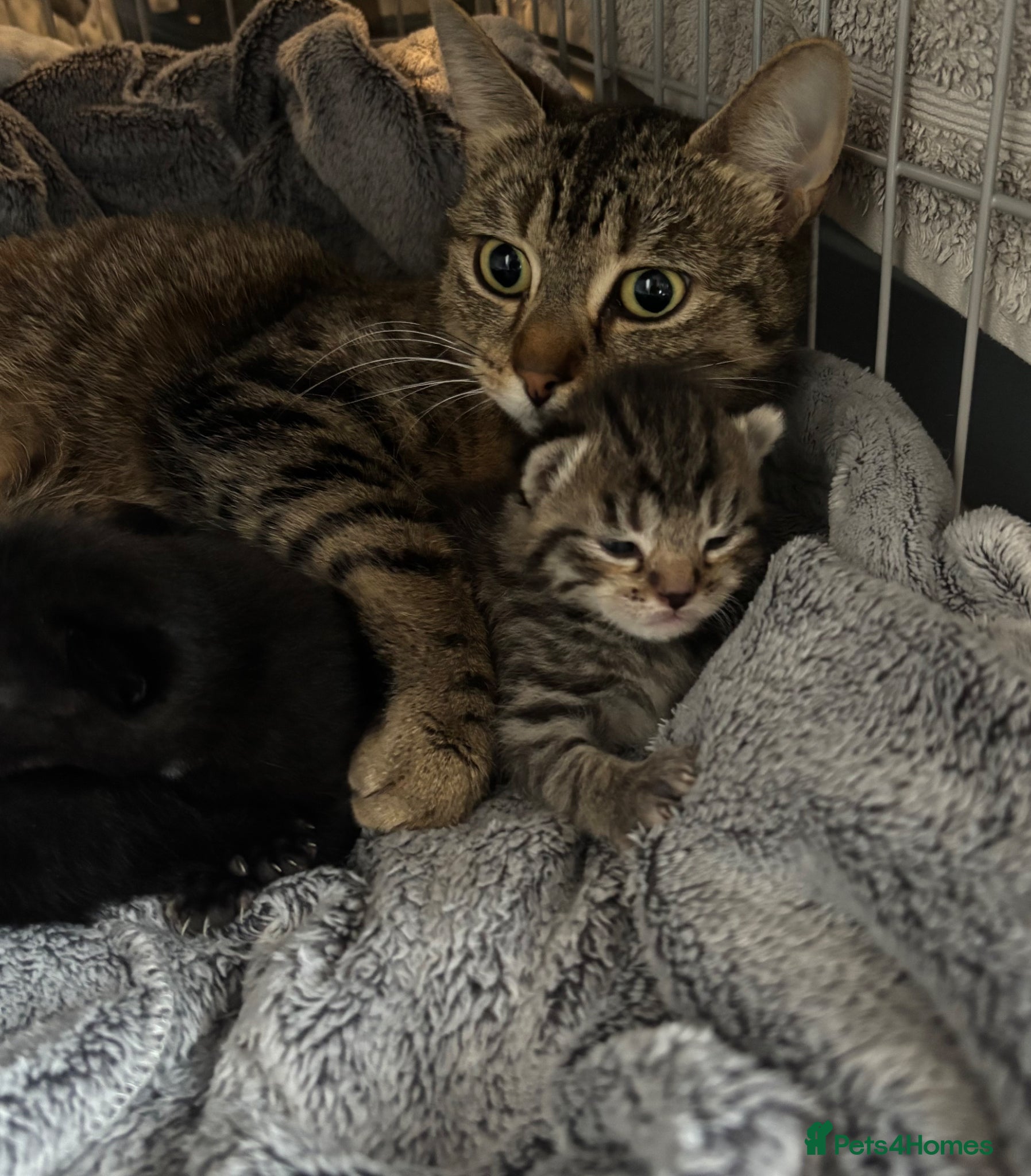 Mixed Breed cats 1 tabby 3 black kittens  - Advert 2