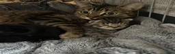 Mixed Breed cats for sale: 1 tabby 3 black kittens  - Advert 2