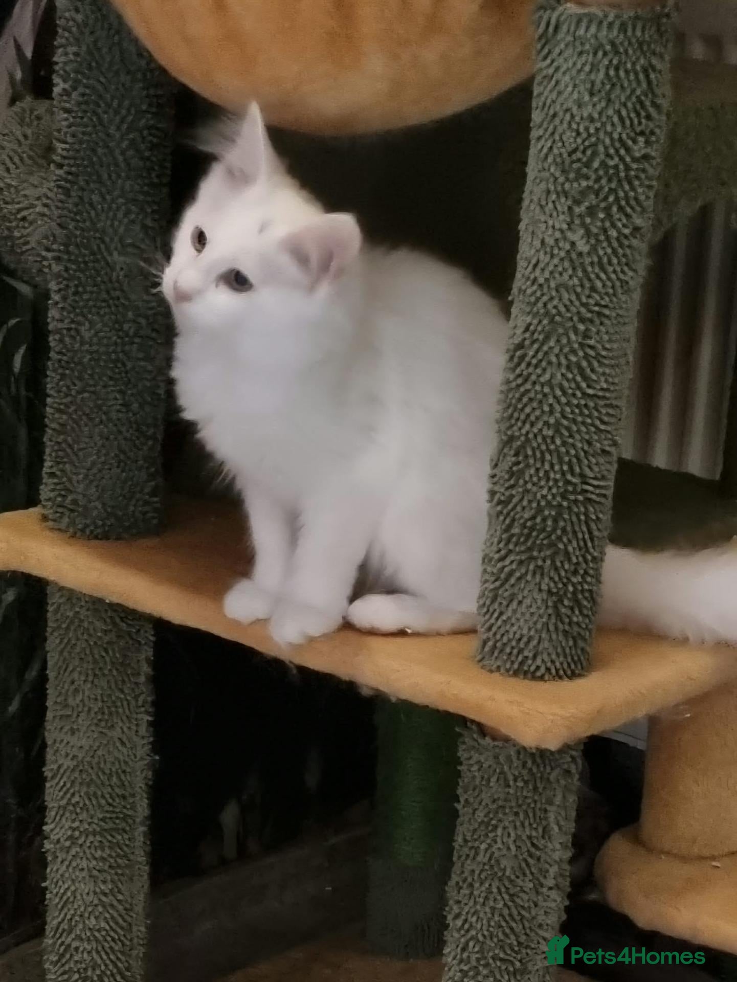 Maine Coon cats for sale: Pedigree Mainecoon kittens Ready now - Advert 1