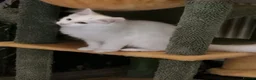 Maine Coon cats for sale: Pedigree Mainecoon kittens Ready now - Advert 16