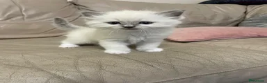 Ragdoll Blue Mitted