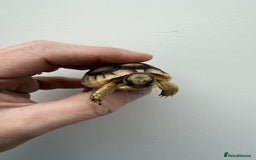 Tortoise reptiles for sale: Baby Marginateds tortoises for sale. Ready now  - Image 2