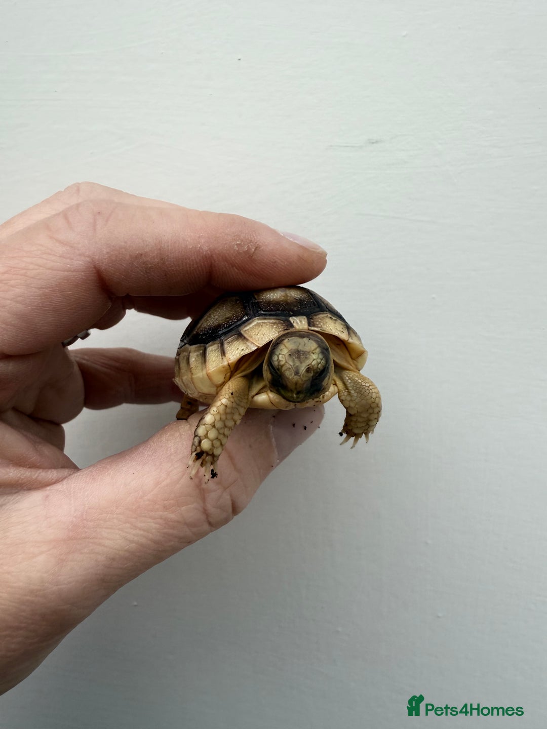 Tortoise reptiles for sale: Baby Marginateds tortoises for sale. Ready now  - Image 2