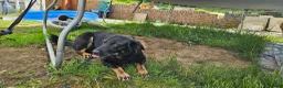 Mixed Breed dogs for adoption: Forever home needed for beautiful Lola  in Ayr - Advert 18