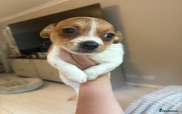 Mixed Breed dogs for sale: Jack Russell Chihuahua Puppy’s🐾🐾  - Image 5