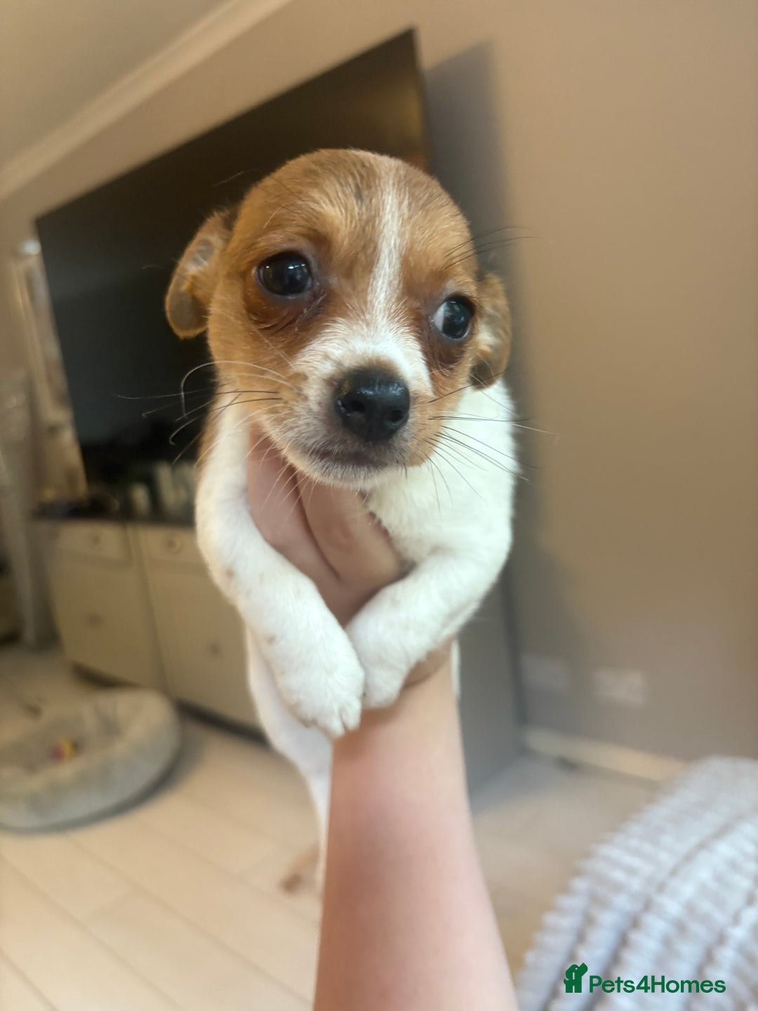 Mixed Breed dogs for sale: Jack Russell Chihuahua Puppy’s🐾🐾  - Image 5