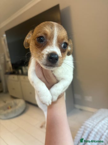 Mixed Breed dogs - Advert 14