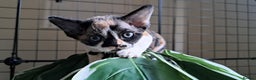 Devon Rex cats for sale: Beautiful Devon Rex kittens, Last boy available!  - Advert 12
