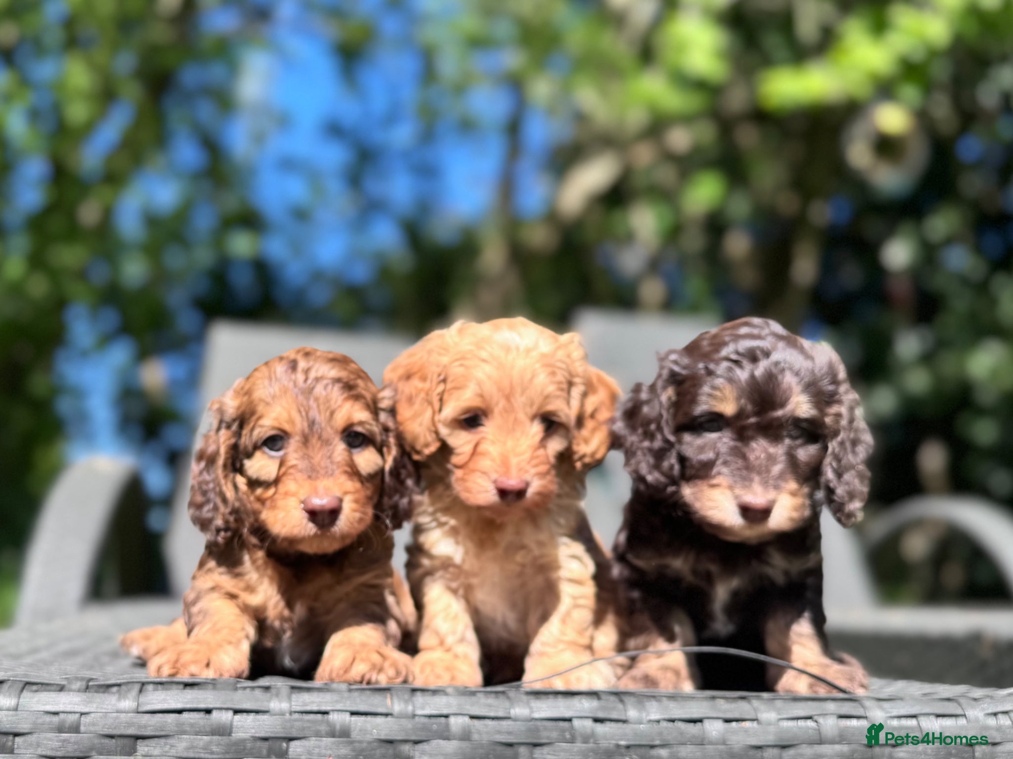 Doxiepoo dogs Daxipoo’s miniature Dachshund x toy poodle - Advert 1