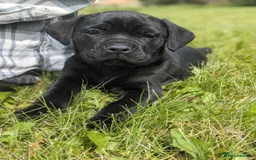 Cane Corso dogs for sale:  Stunning Cane Corso Puppies Ready - Image 7