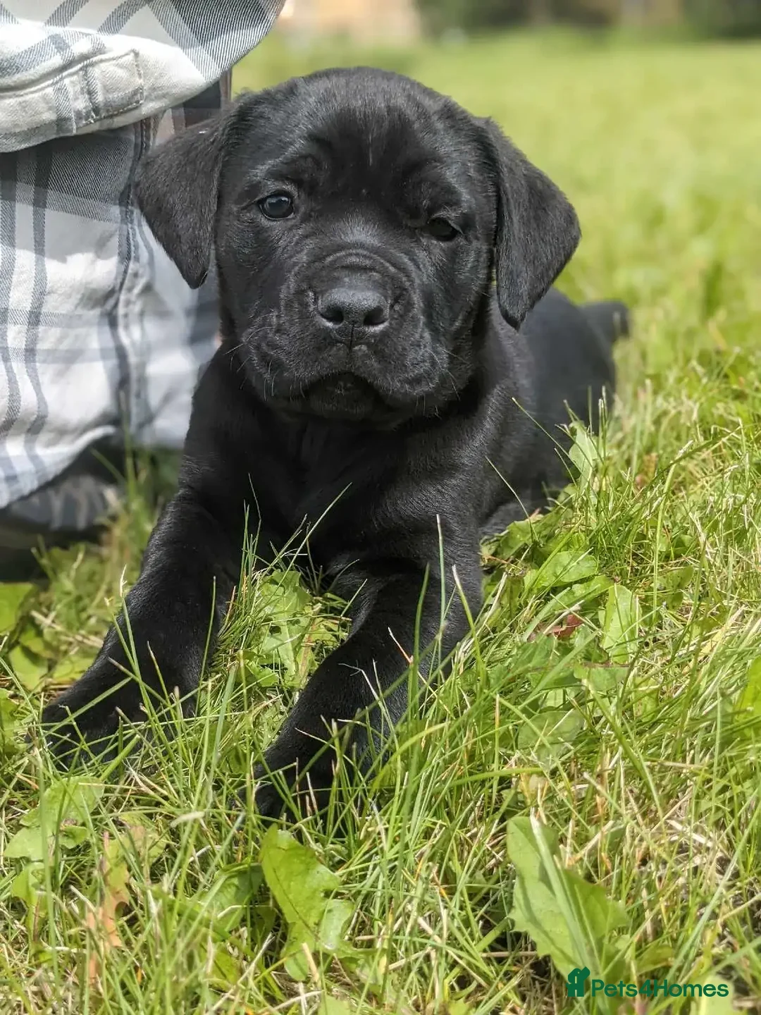 Cane Corso dogs for sale:  Stunning Cane Corso Puppies Ready - Image 7