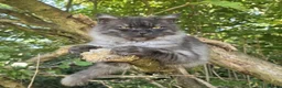 Maine Coon cats for sale: 6 beautiful half maincoons - Advert 5