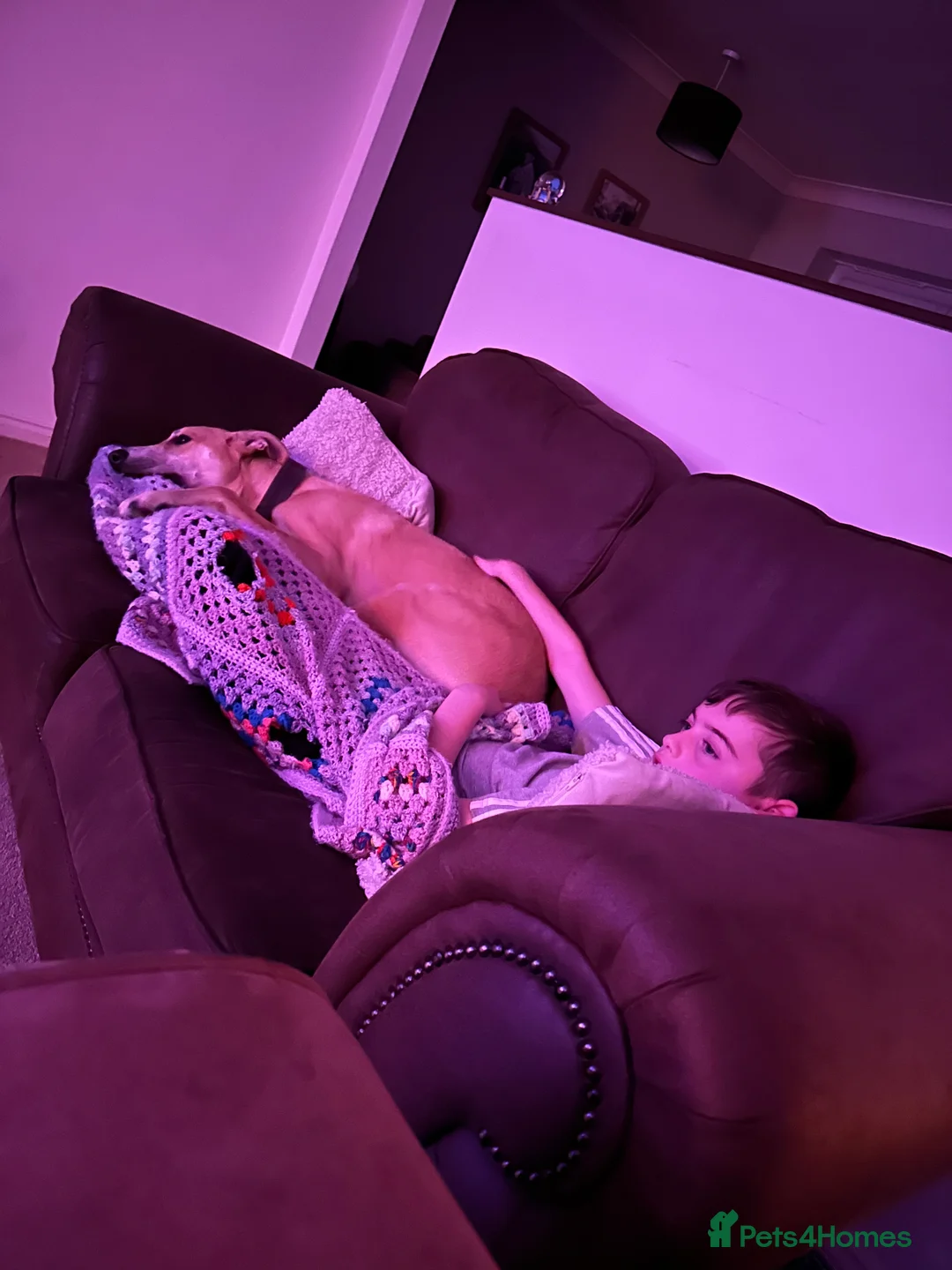 Mixed Breed dogs for sale: Kevin  - Advert 8