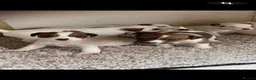 Jack Russell dogs for sale: 7 beautiful jack Russell puppies  - Advert 20