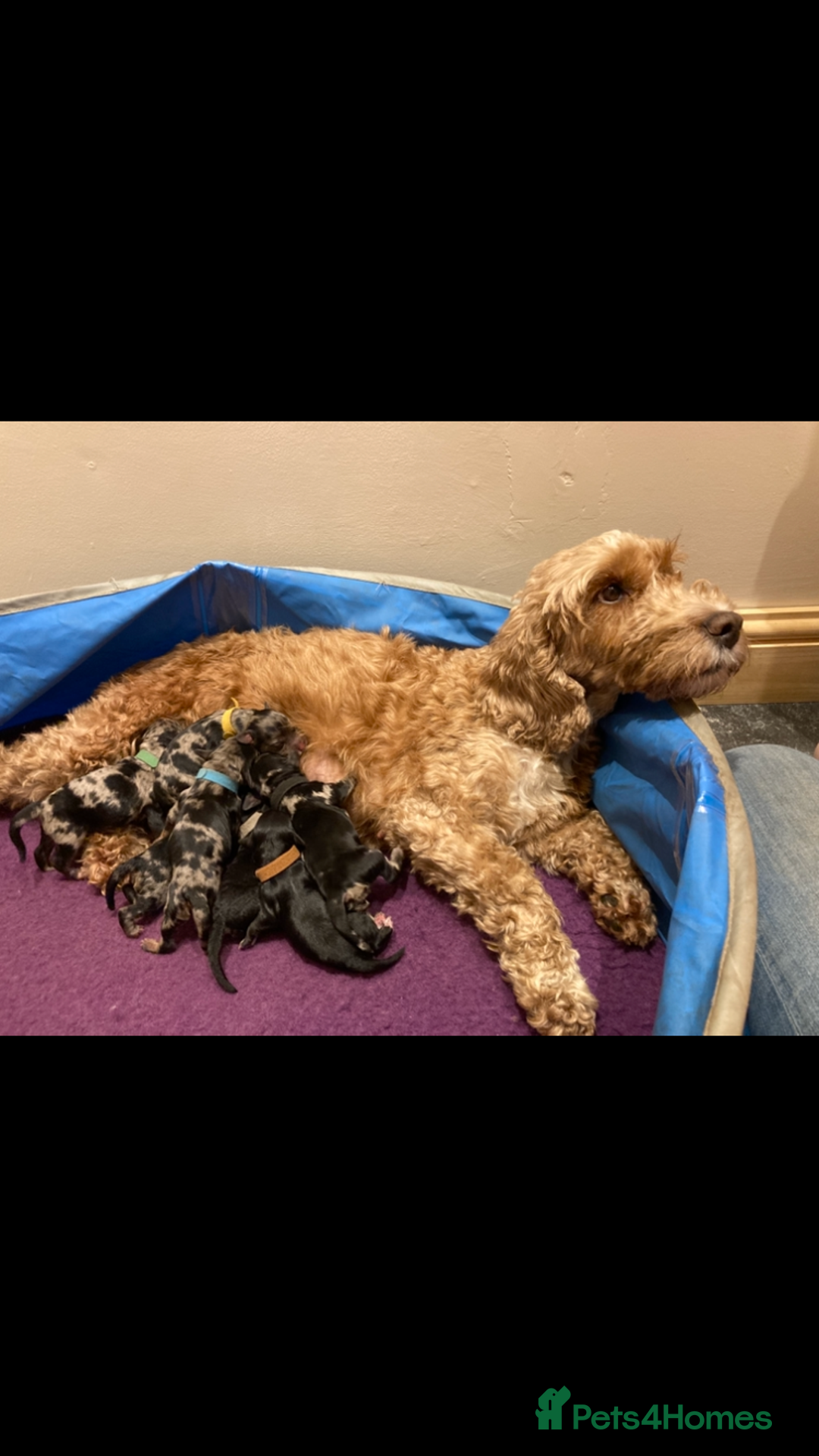 Cockapoo dogs for sale: Meet your new best friend!! - Image 15