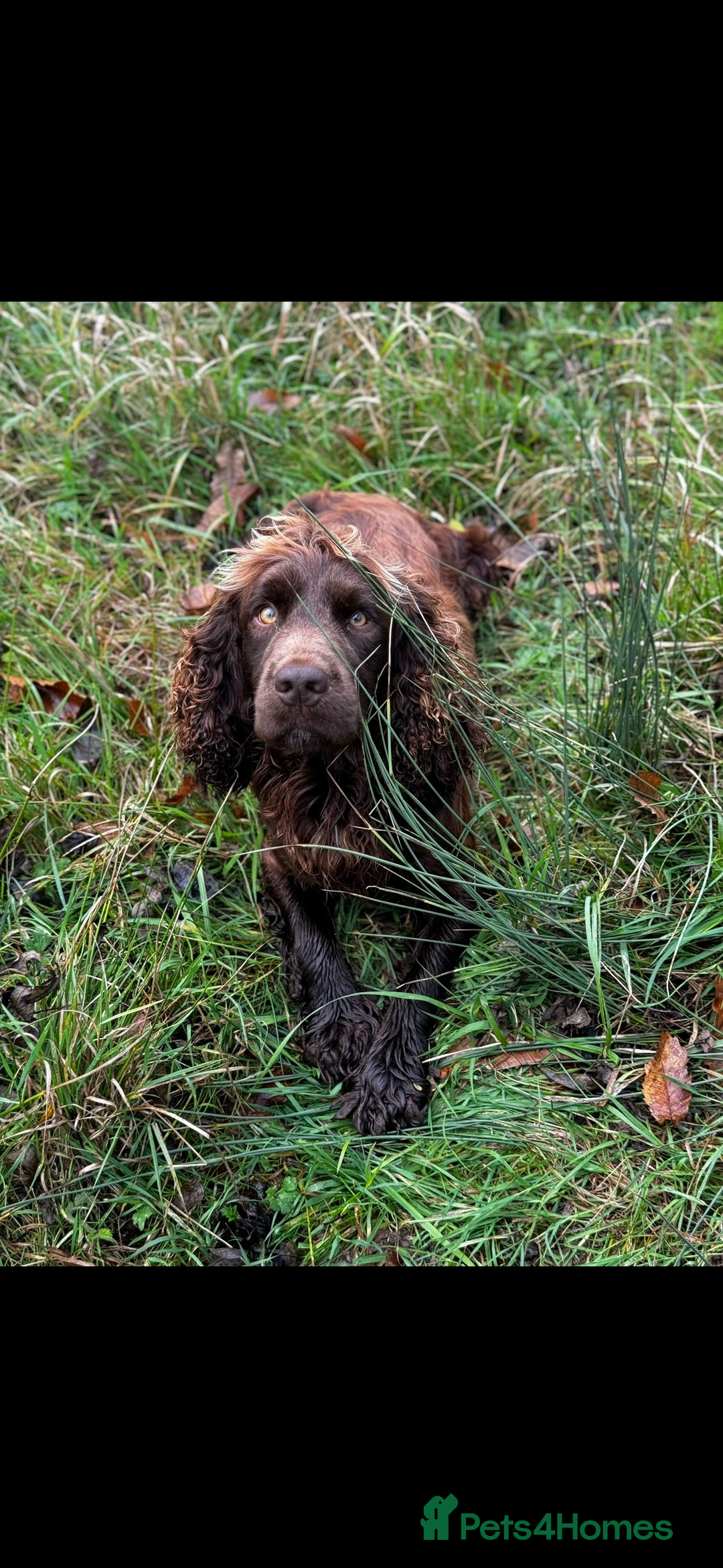 Cocker Spaniel dogs for stud: Kc reg Stunning Cocker spaniel  - Image 3
