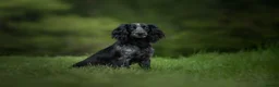 Cocker Spaniel dogs for sale: 3 gorgeous golden boys available  in Worcester - Advert 5
