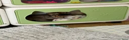 Scottish Fold cats for sale: Beautiful Scottish Fold & Straight Kittens - Advert 2
