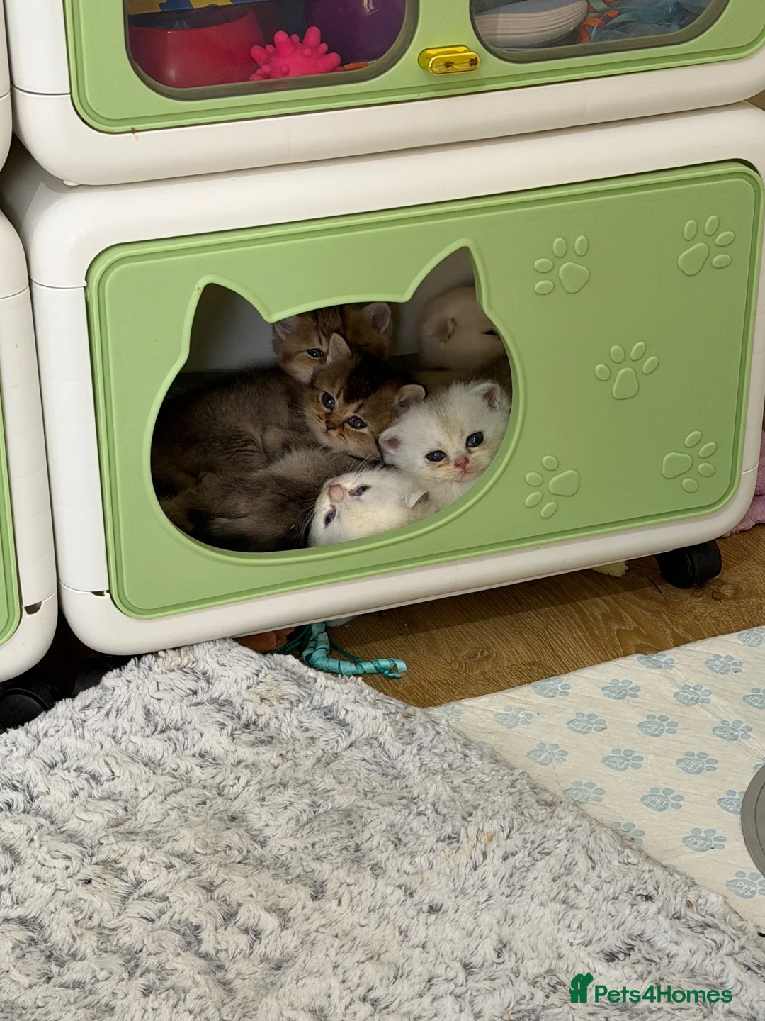Scottish Fold cats for sale: Beautiful Scottish Fold & Straight Kittens - Advert 2