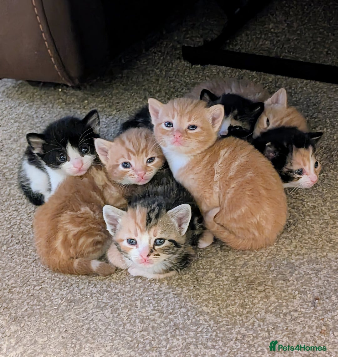 Mixed Breed cats for sale: Stunning kittens looking for loving forever homes - Advert 1