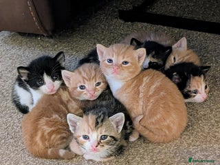 Mixed Breed cats Stunning kittens looking for loving forever homes - Advert 1