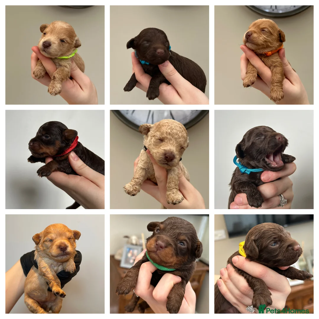 Maltipoo dogs for sale: Chocolate & tan Maltipoos (TOY!) - Advert 6