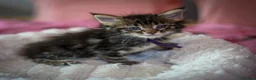 Maine Coon cats for sale: Gorgeous full breed Mainecoon kittens ready July  - Advert 19