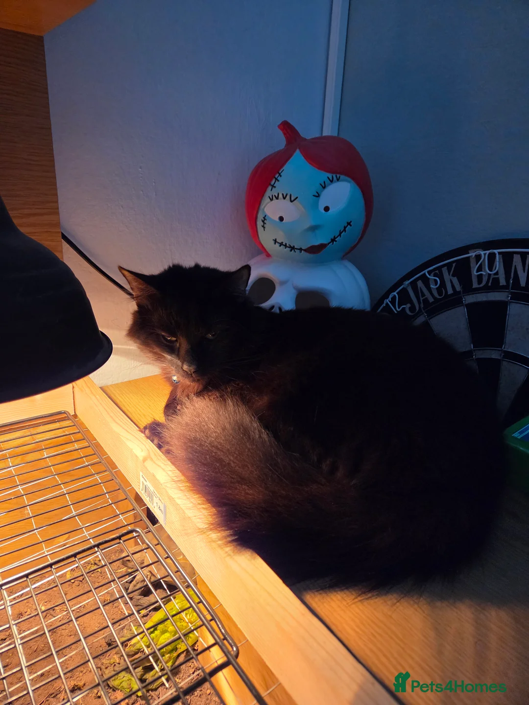 Mixed Breed cats for sale: Long haired male  - Advert 5