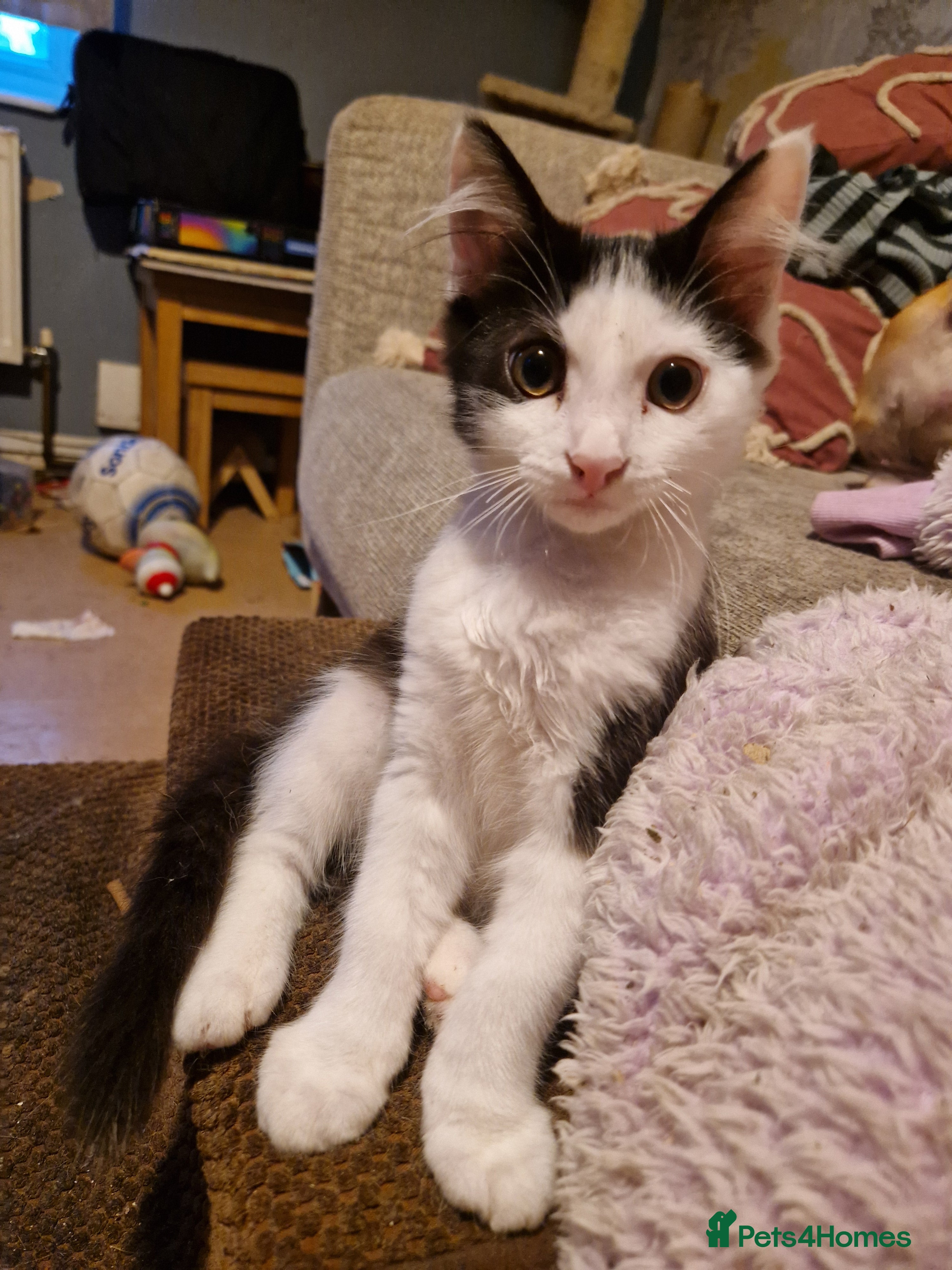 Mixed Breed cats 4 kittens in need of forever homes!! - Advert 7