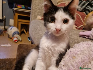 Burmese cats for sale: 4 kittens in need of forever homes!! - Advert 1