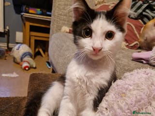 Mixed Breed cats 4 kittens in need of forever homes!! - Advert 8