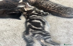 Mixed Breed cats for sale: 1 tabby kitten left! Ready now! - Image 7