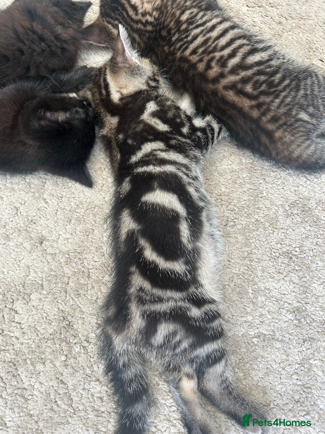 Mixed Breed cats for sale: 1 tabby kitten left! Ready now! - Image 7