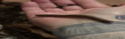 Millipedes invertebrates for sale: Ghana olive speckled leg giant millipedes  - Advert 2