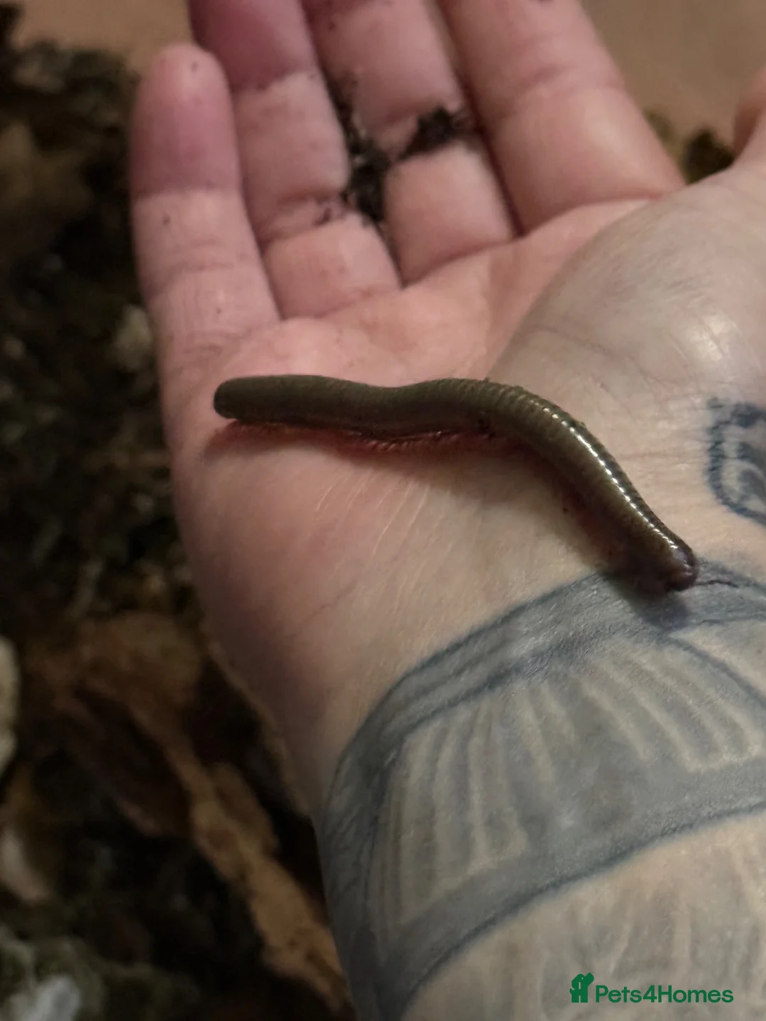 Millipedes invertebrates for sale: Ghana olive speckled leg giant millipedes  - Advert 2